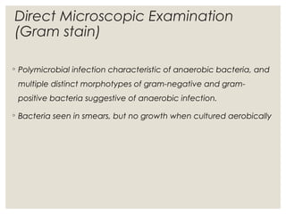 Direct Microscopic Examination
(Gram stain)
◦ Polymicrobial infection characteristic of anaerobic bacteria, and
multiple distinct morphotypes of gram-negative and gram-
positive bacteria suggestive of anaerobic infection.
◦ Bacteria seen in smears, but no growth when cultured aerobically
 