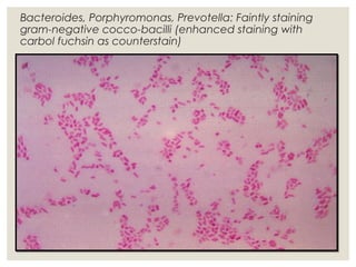 Bacteroides, Porphyromonas, Prevotella: Faintly staining
gram-negative cocco-bacilli (enhanced staining with
carbol fuchsin as counterstain)
 