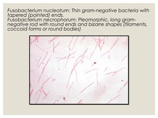 Fusobacterium nucleatum: Thin gram-negative bacteria with
tapered (pointed) ends.
Fusobacterium necrophorum: Pleomorphic, long gram-
negative rod with round ends and bizarre shapes (filaments,
coccoid forms or round bodies)
 