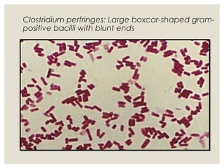 Clostridium perfringes: Large boxcar-shaped gram-
positive bacilli with blunt ends
 