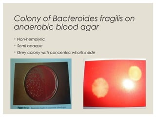 Colony of Bacteroides fragilis on
anaerobic blood agar
◦ Non-hemolytic
◦ Semi opaque
◦ Grey colony with concentric whorls inside
 