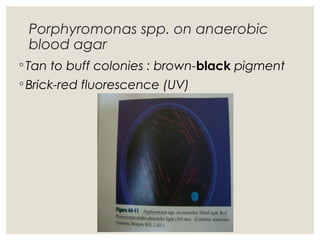 Porphyromonas spp. on anaerobic
blood agar
◦ Tan to buff colonies : brown-black pigment
◦ Brick-red fluorescence (UV)
 
