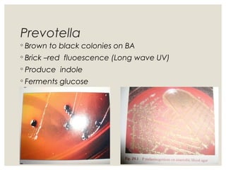 Prevotella
◦ Brown to black colonies on BA
◦ Brick –red fluoescence (Long wave UV)
◦ Produce indole
◦ Ferments glucose
 