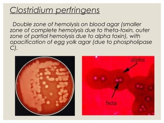 Clostridium perfringens
Double zone of hemolysis on blood agar (smaller
zone of complete hemolysis due to theta-toxin, outer
zone of partial hemolysis due to alpha toxin), with
opacification of egg yolk agar (due to phospholipase
C).
 