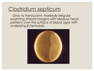 Clostridium septicum
Gray to translucent, markedly irregular
swarming (rhizoid margins with Medusa head
pattern) over the surface of blood agar with
underlying β-hemolysis.
 