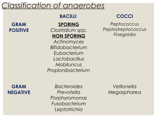 Classification of anaerobes
BACILLI COCCI
GRAM
POSITIVE
SPORING
Clostridium spp.
NON SPORING
Actinomyces
Bifidobacterium
Eubacterium
Lactobacillus
Mobiluncus
Propionibacterium
Peptococcus
Peptostreptococcus
Finegoldia
GRAM
NEGATIVE
Bacteroides
Prevotella
Porphyromonas
Fusobacterium
Leptotrichia
Veillonella
Megaspharea
 