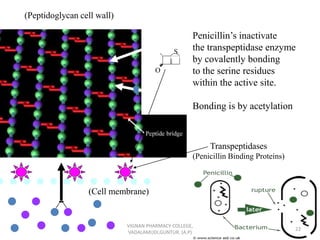 (Cell membrane)
(Peptidoglycan cell wall)
Penicillin’s inactivate
the transpeptidase enzyme
by covalently bonding
to the serine residues
within the active site.
Bonding is by acetylation
Transpeptidases
(Penicillin Binding Proteins)
S
O
22
VIGNAN PHARMACY COLLEGE,
VADALAMUDI,GUNTUR. (A.P)
 