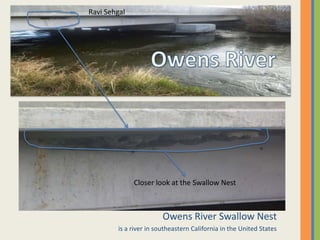 Owens River Swallow Nestis a river in southeastern California in the United StatesRavi SehgalOwens RiverCloser look at the Swallow Nest