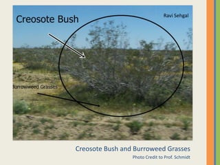 Creosote Bush and Burroweed GrassesPhoto Credit to Prof. SchmidtRavi Sehgal