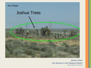 Ravi SehgalJoshua TreesAre famous in the Mojave DesertPhoto Credit to Prof. Schmidt