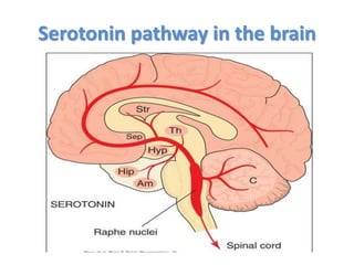 Serotonin pathway in the brain
 