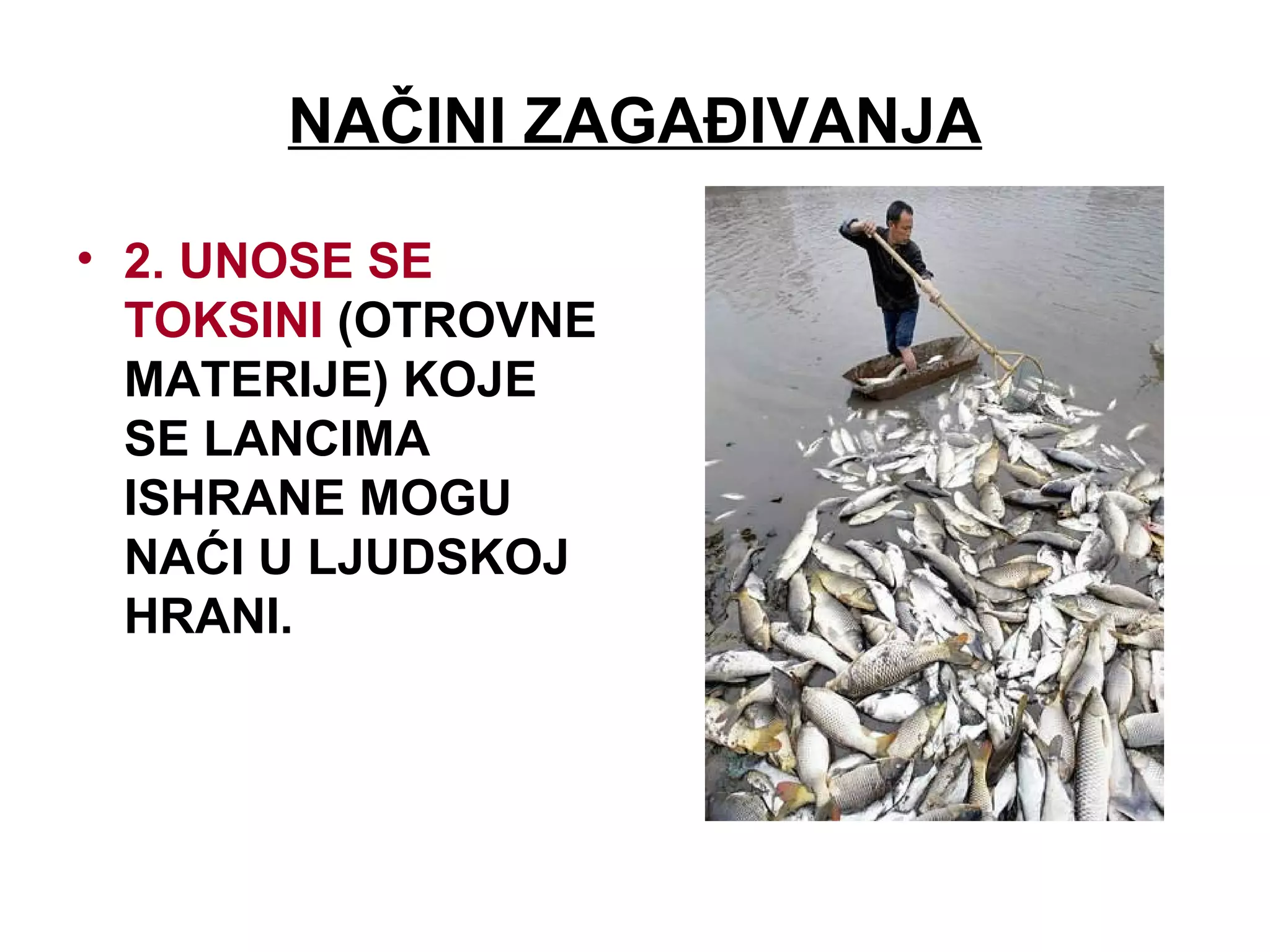 NAČINI ZAGAĐIVANJA
• 2. UNOSE SE
TOKSINI (OTROVNE
MATERIJE) KOJE
SE LANCIMA
ISHRANE MOGU
NAĆI U LJUDSKOJ
HRANI.
 