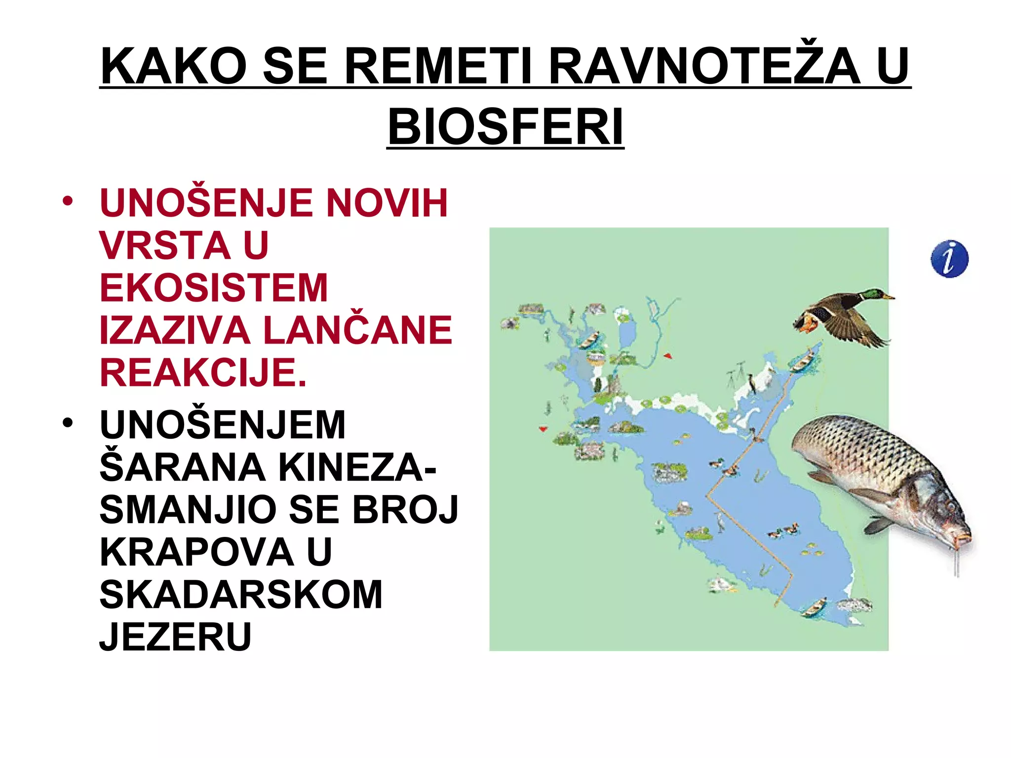 KAKO SE REMETI RAVNOTEŽA U
BIOSFERI
• UNOŠENJE NOVIH
VRSTA U
EKOSISTEM
IZAZIVA LANČANE
REAKCIJE.
• UNOŠENJEM
ŠARANA KINEZA-
SMANJIO SE BROJ
KRAPOVA U
SKADARSKOM
JEZERU
 