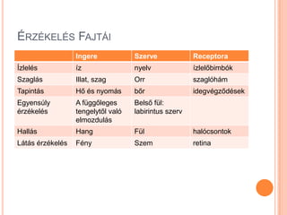 ÉRZÉKELÉS FAJTÁI
                  Ingere            Szerve             Receptora
Ízlelés           íz                nyelv              ízlelőbimbók
Szaglás           Illat, szag       Orr                szaglóhám
Tapintás          Hő és nyomás      bőr                idegvégződések
Egyensúly         A függőleges      Belső fül:
érzékelés         tengelytől való   labirintus szerv
                  elmozdulás
Hallás            Hang              Fül                halócsontok
Látás érzékelés   Fény              Szem               retina
 