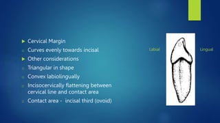  Cervical Margin
o Curves evenly towards incisal
 Other considerations
o Triangular in shape
o Convex labiolingually
o Incisocervically flattening between
cervical line and contact area
o Contact area - incisal third (ovoid)
Labial Lingual
 