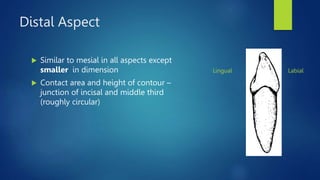 Distal Aspect
 Similar to mesial in all aspects except
smaller in dimension
 Contact area and height of contour –
junction of incisal and middle third
(roughly circular)
Labial
Lingual
 