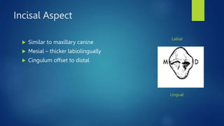 Incisal Aspect
 Similar to maxillary canine
 Mesial – thicker labiolingually
 Cingulum offset to distal
Lingual
Labial
 