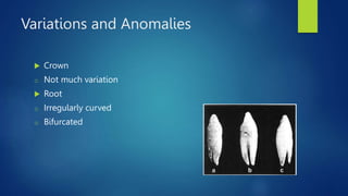 Variations and Anomalies
 Crown
o Not much variation
 Root
o Irregularly curved
o Bifurcated
 