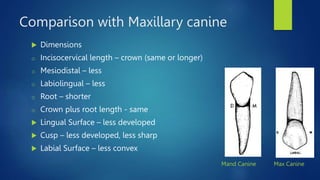 Comparison with Maxillary canine
 Dimensions
o Incisocervical length – crown (same or longer)
o Mesiodistal – less
o Labiolingual – less
o Root – shorter
o Crown plus root length - same
 Lingual Surface – less developed
 Cusp – less developed, less sharp
 Labial Surface – less convex
Mand Canine Max Canine
 