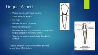 Lingual Aspect
 Mesial, distal and incisal outline
o Same as labial aspect
 Cervical
o Greater depth of curvature
 Other considerations
o Features are less pronounced as compared to
lingual aspect of maxillary canine
o Slightly narrower mesiodistally than labial
surface
Lingual heigh of contour is located greatest
prominence of cingulum
 