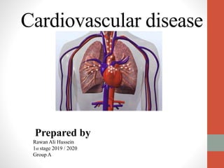 Cardiovascular disease
Prepared by
Rawan Ali Hussein
1st stage 2019 / 2020
Group A
 