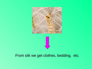 From silk we get clothes, bedding, etc.
 