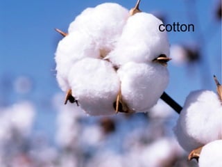 cotton
 