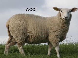 wool
 