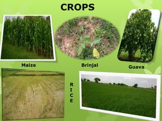 CROPS
Maize Brinjal Guava
R
I
C
E
 