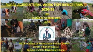 RURAL AGRICULTURAL WORK EXPERIENCE (RAWE)
2020-21
BY:
KUMARI GAYATRI PATI
3018
MITS Institute of Professional Studies (MIPS)
Sriram Vihar,Bhujabala
Kolnara-765017,Rayagada(Odisha)
 