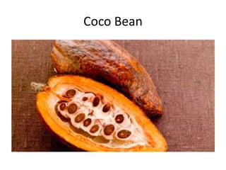 Coco Bean
 