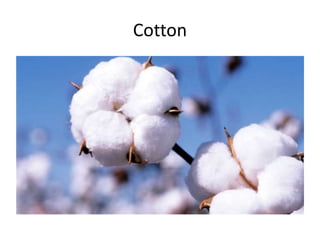 Cotton
 