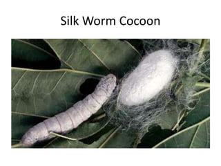 Silk Worm Cocoon
 