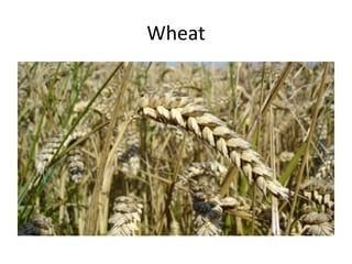 Wheat
 