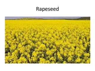 Rapeseed
 