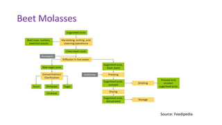 Beet Molasses
Source: Feedipedia
 