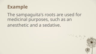 Example
The sampaguita's roots are used for
medicinal purposes, such as an
anesthetic and a sedative.
 