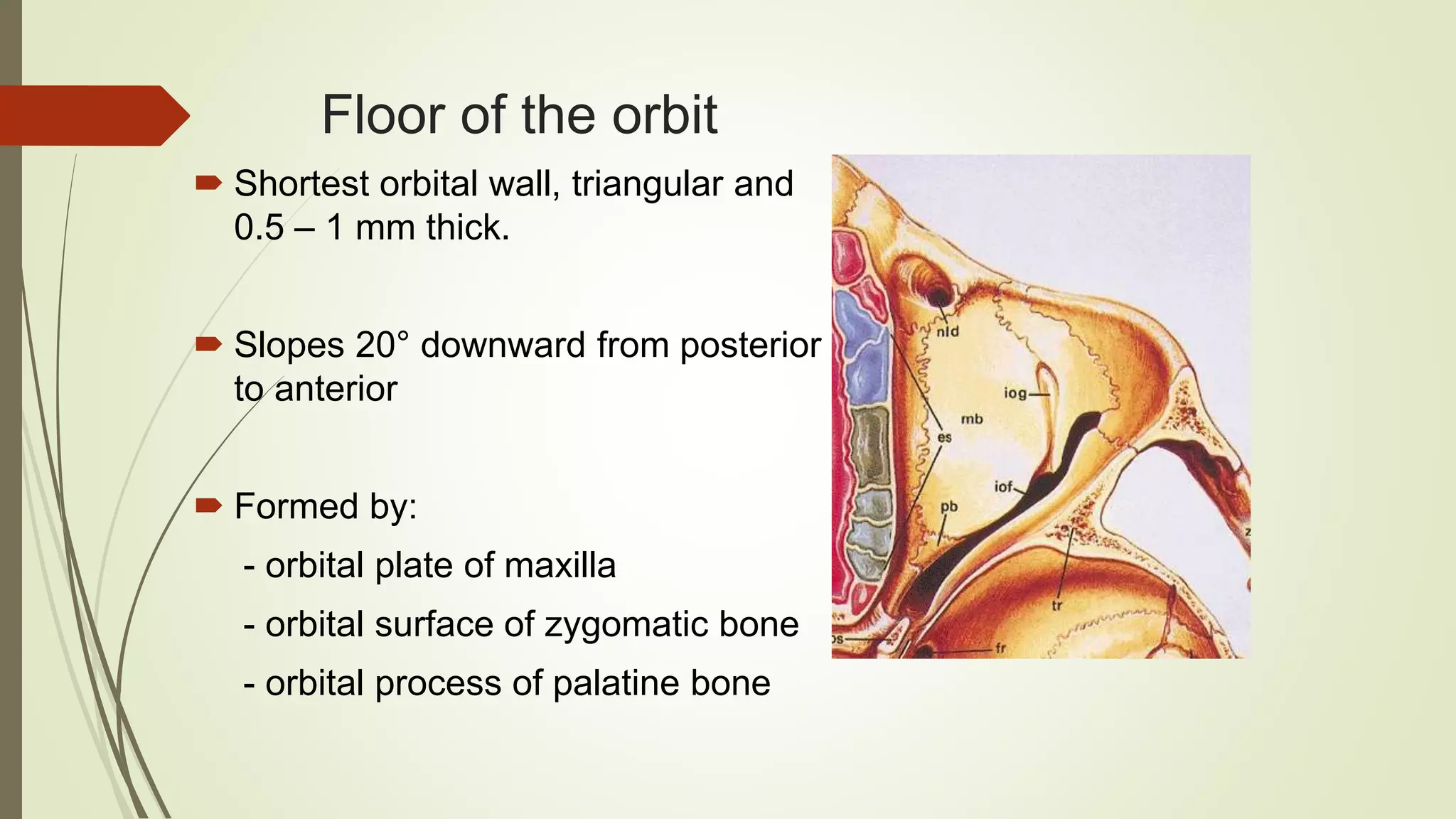 Anatomy of human orbit | PPTX