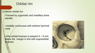 Anatomy of human orbit | PPTX