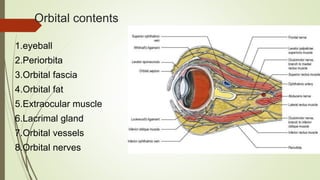 Anatomy of human orbit | PPTX