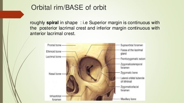 Lateral Rim Anatomy of human orbit