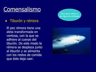 Tiburón y rémora Comensalismo El pez rémora tiene una aleta transformada en ventosa, con la que se adhiere al cuerpo del tiburón. De este modo la rémora se desplaza junto al tiburón y se alimenta con los restos de comida que éste deja caer .   Clica para volver a  los tipos de simbiosis 