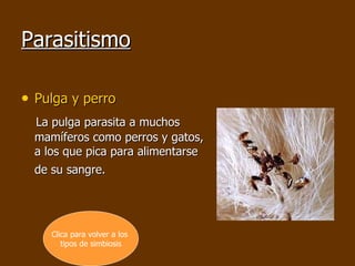Parasitismo Pulga y perro   La pulga parasita a muchos mamíferos como perros y gatos, a los que pica para alimentarse de su sangre.   Clica para volver a los  tipos de simbiosis 