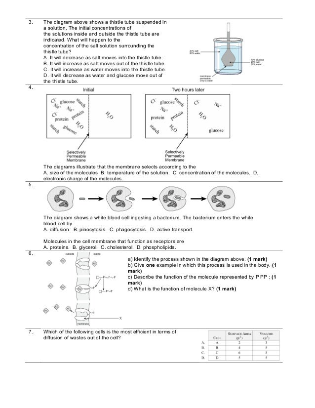 Raycroft Cell Cell Membrane
