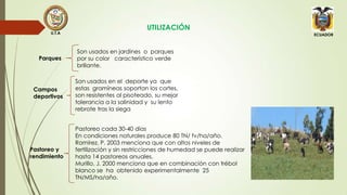 U.T.A

Parques

Campos
deportivos

Pastoreo y
rendimiento

UTILIZACIÓN
ECUADOR

Son usados en jardines o parques
por su color característico verde
brillante.
Son usados en el deporte ya que
estas gramíneas soportan los cortes,
son resistentes al pisoteado, su mejor
tolerancia a la salinidad y su lento
rebrote tras la siega
Pastoreo cada 30-40 días
En condiciones naturales produce 80 TN/ fv/ha/año.
Ramírez, P. 2003 menciona que con altos niveles de
fertilización y sin restricciones de humedad se puede realizar
hasta 14 pastoreos anuales.
Murillo, J. 2000 menciona que en combinación con trébol
blanco se ha obtenido experimentalmente 25
TN/MS/ha/año.

 