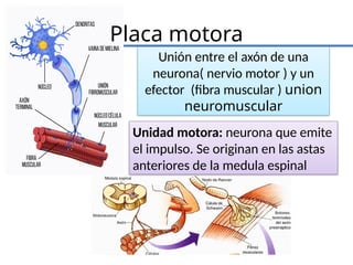 Placa motora
Unión entre el axón de una
neurona( nervio motor ) y un
efector (fibra muscular ) union
neuromuscular
Unidad motora: neurona que emite
el impulso. Se originan en las astas
anteriores de la medula espinal
 