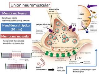 Hendidura sináptica
(20 mm)
Membrana Neural
Membrana muscular
Canales de calcio
Vesículas (acetilcolina) 300,000
Receptores muscarinico
Hendidura subneurales
Union neuromuscular
Potencial de
acción
Despolarización
Acetil
colinesterasa
Colina
Acetato
K+
créditos: JD Medicina paso a paso
Fisiologia gyton
 