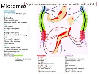 Grupos de músculos que están inervados por un solo nervio espinal.
Miotomas
 