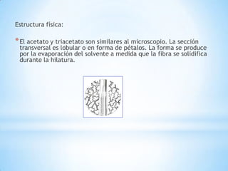 Estructura física:
*El acetato y triacetato son similares al microscopio. La sección
transversal es lobular o en forma de pétalos. La forma se produce
por la evaporación del solvente a medida que la fibra se solidifica
durante la hilatura.
 