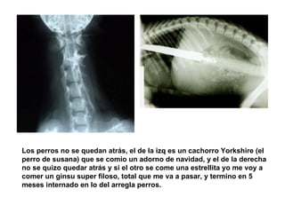 Los perros no se quedan atrás, el de la izq es un cachorro Yorkshire (el perro de susana) que se comio un adorno de navidad, y el de la derecha no se quizo quedar atrás y si el otro se come una estrellita yo me voy a comer un ginsu super filoso, total que me va a pasar, y termino en 5 meses internado en lo del arregla perros. 